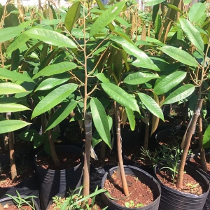 Cây giống sầu riêng Musang King